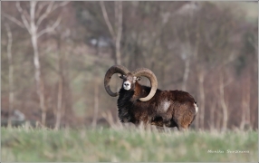<p>MUFLON (Ovis musimon)</p>